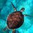 ThunderTurtle