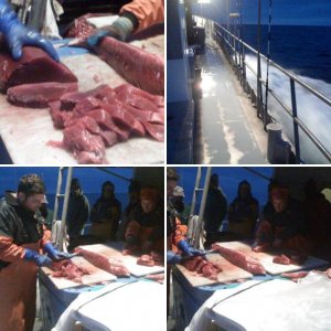 BFT caught while cod fishing at Georges Bank