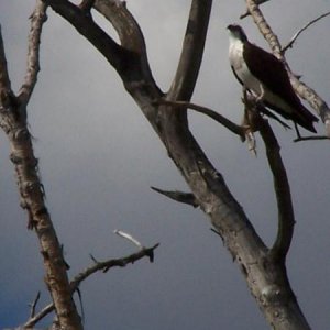 Hawk