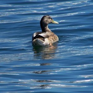 duck
