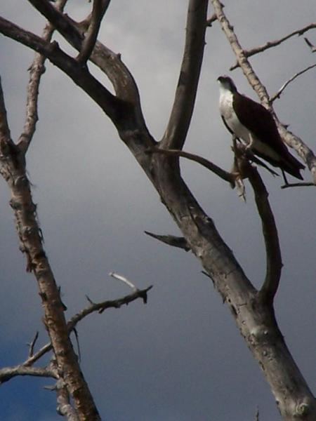 Hawk