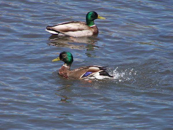 Mallard